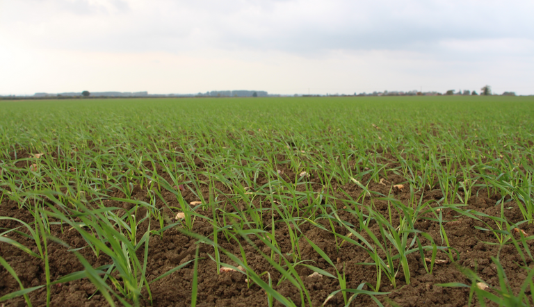 Young emerging wheat plants