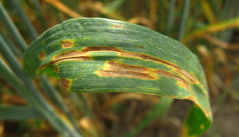 Septoria