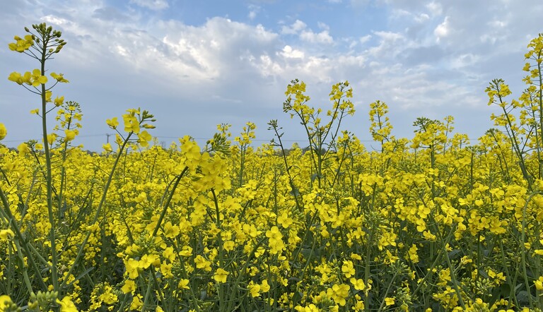 OSR