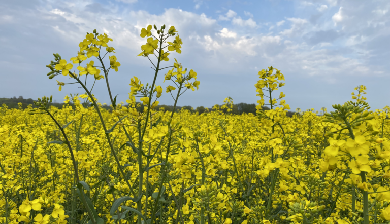 OSR