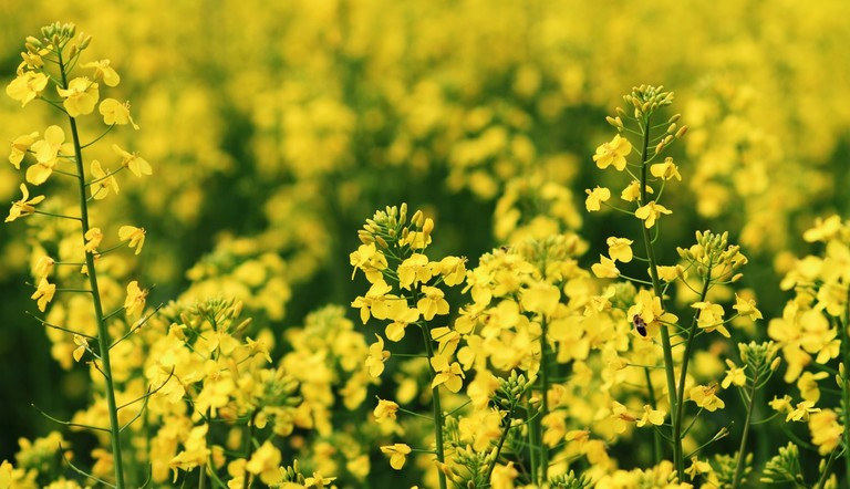 OSR