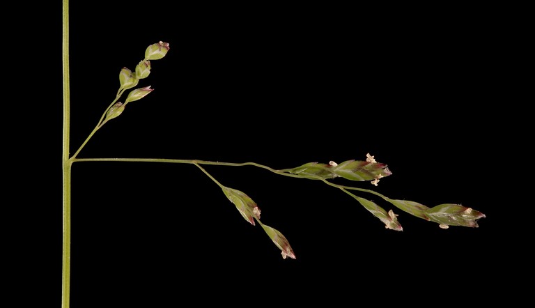 Annual Meadow-Grass close up