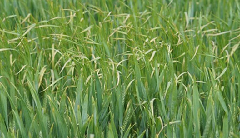 Brome