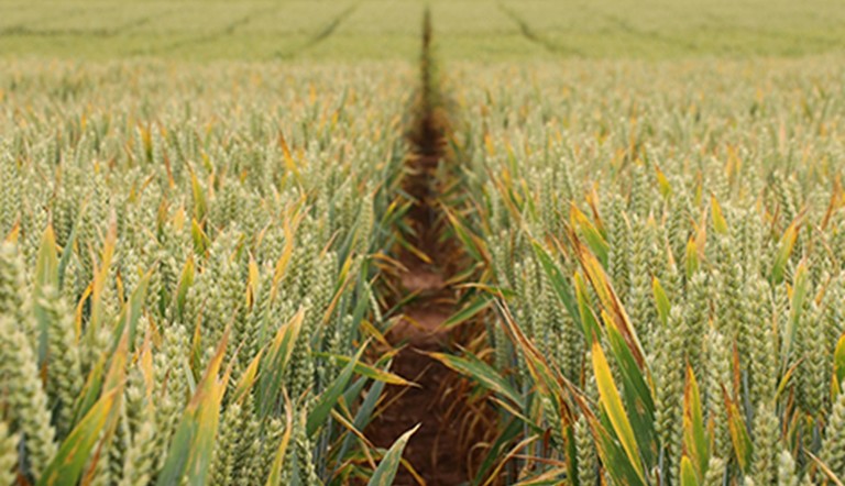 Folpet Trial Site Worcestershire