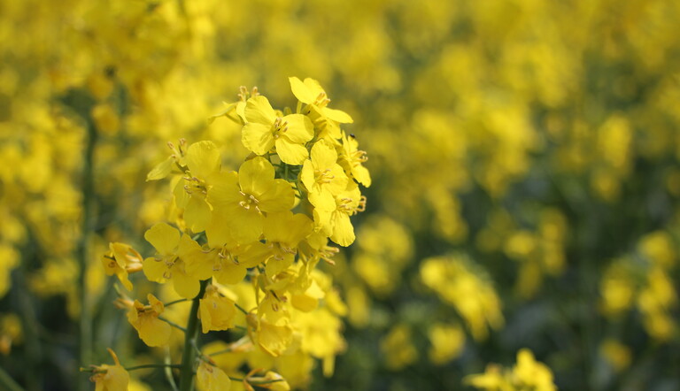 Flowering OSR Head