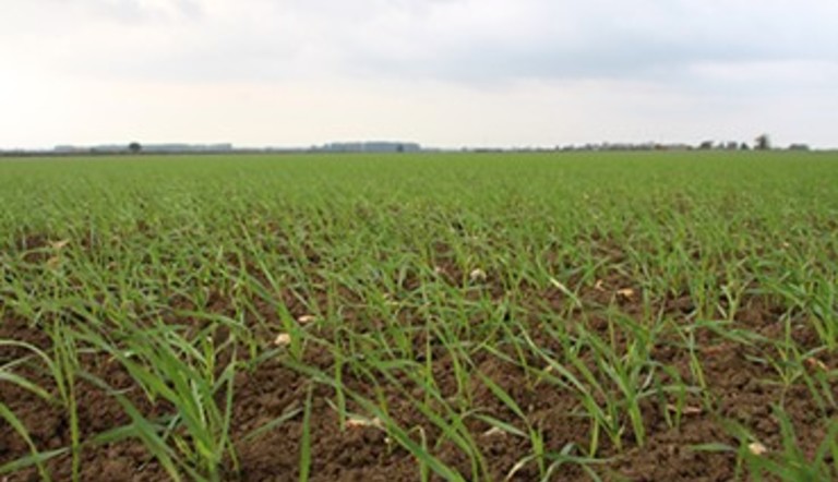 Spring Sow Crops