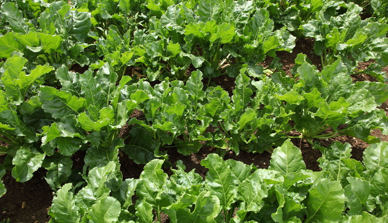 Sugar Beet