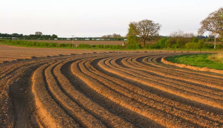 Potato Furrows