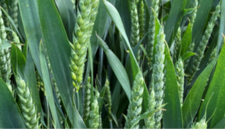 Wheat