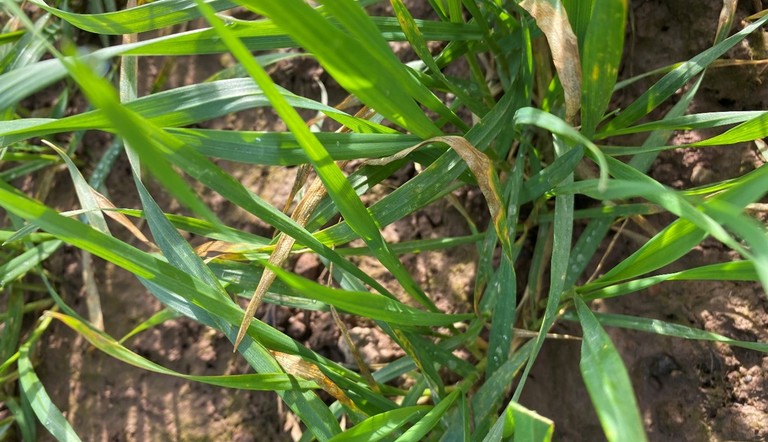 Septoria