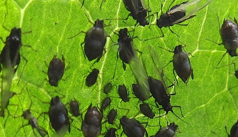 Black bean aphids