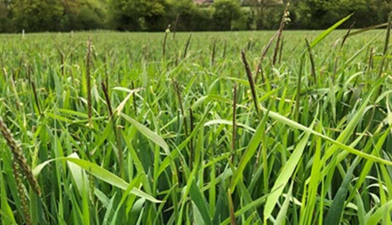 Black-grass