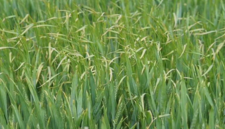 Brome