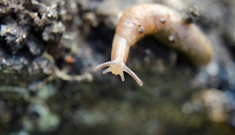 slug
