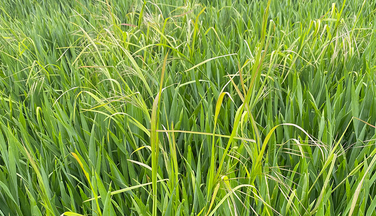 Sterile Brome
