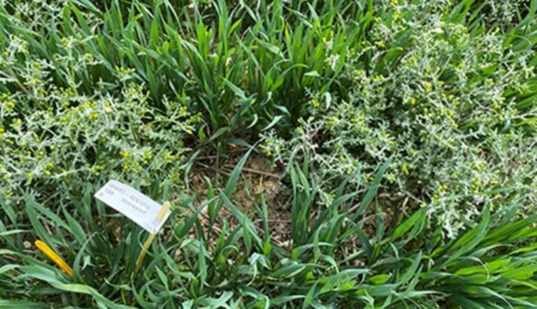 Broadleaved weeds