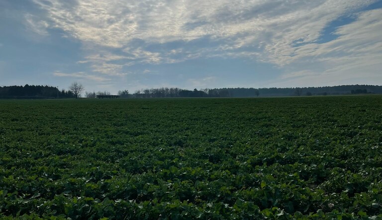 OSR in Linconshire