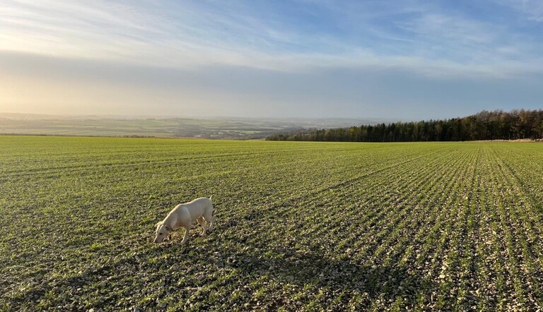 field shot with Alexandria's dog