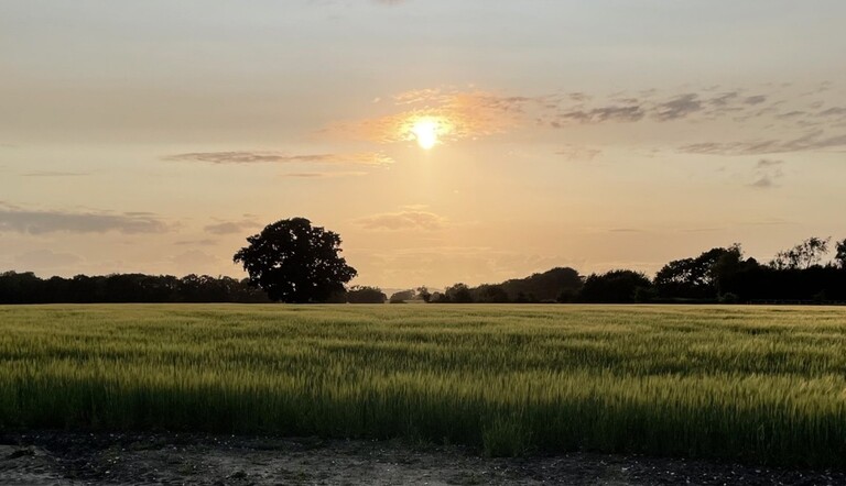 Field Shot