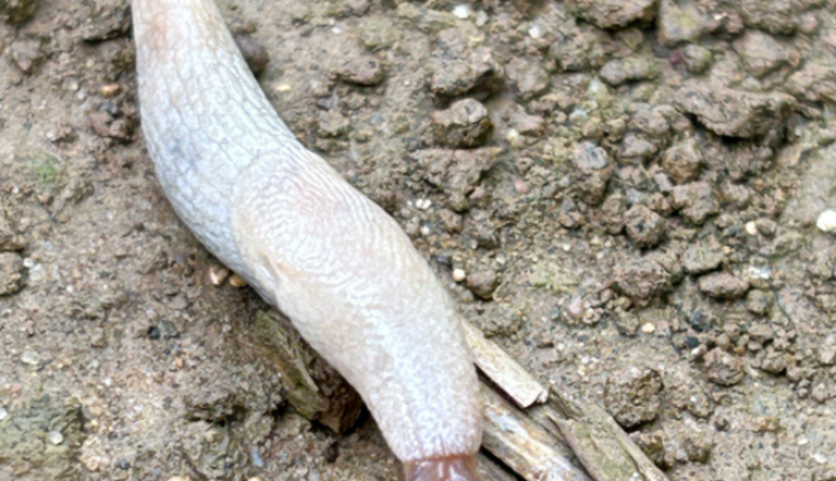 Grey Slug