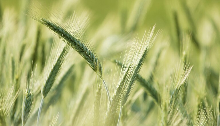 Wheat Crop