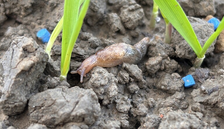 Coming soon… a brand new molluscicide with a novel active ingredient ...