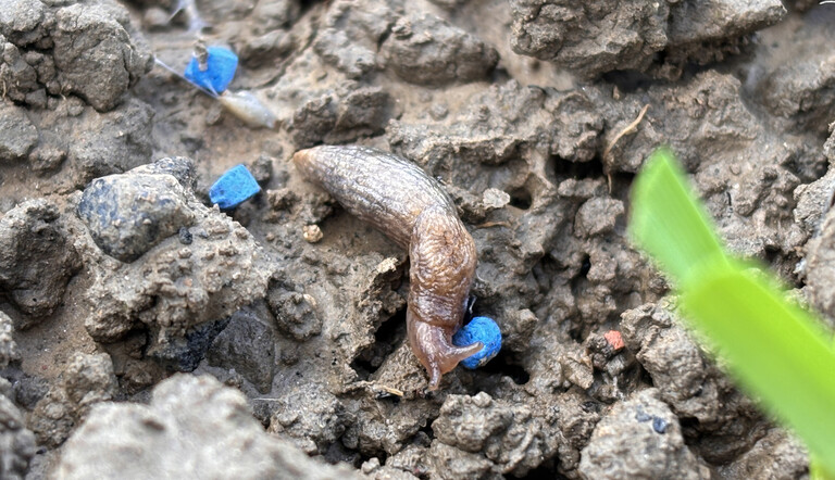 Slug feeding on FERRABAIT 