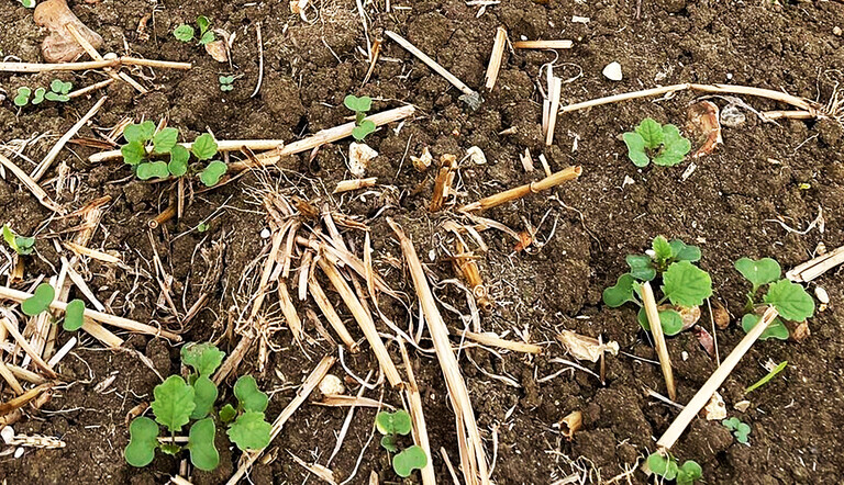 Young OSR