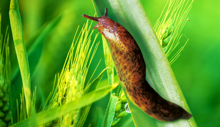 Slug on Leaf