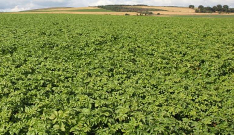 Potatoes field