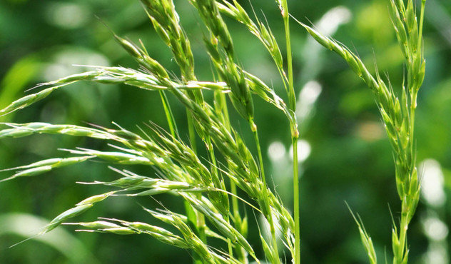 Ryegrass