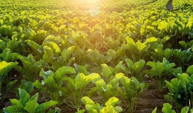 sugar beet field