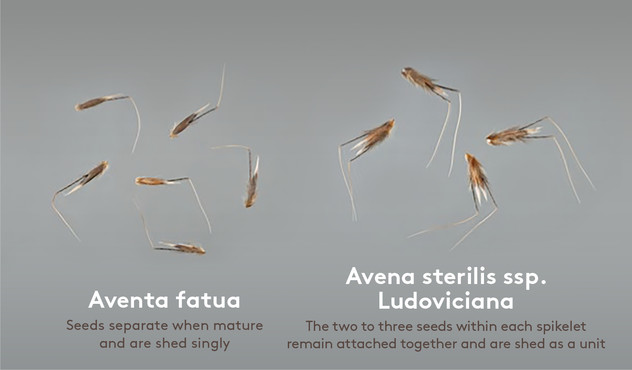 Aventa fatua vs Avena sterilis ssp. Ludoviciana - Seeds Aventa fatua vs Avena sterilis ssp. Ludoviciana - Seeds