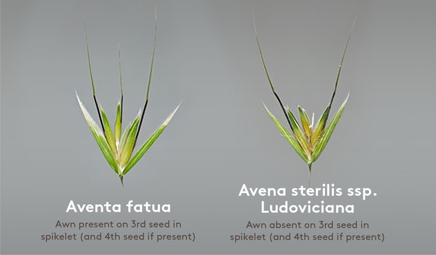 Aventa fatua vs Avena sterilis ssp. Ludoviciana Aventa fatua vs Avena sterilis ssp. Ludoviciana