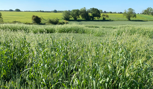 Wild oat mapping