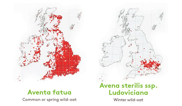 Wild oat species map Wild oat species map