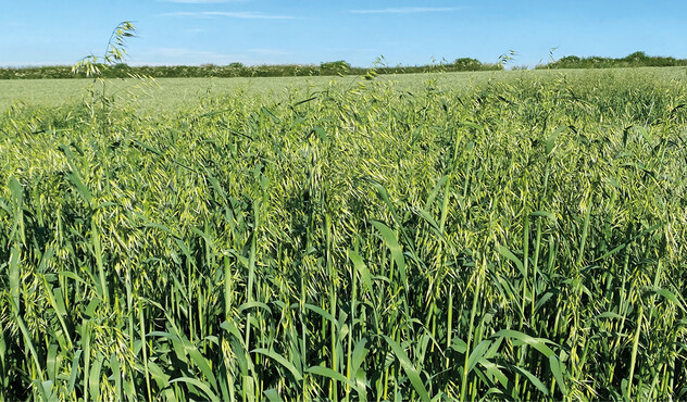 Wild oats 