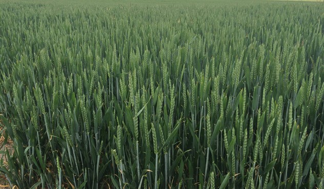 Winter wheat