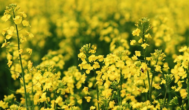 Oilseed Rape