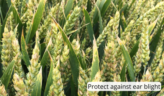Protect against ear blight