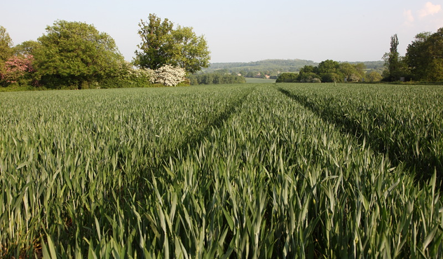 Wheat T2