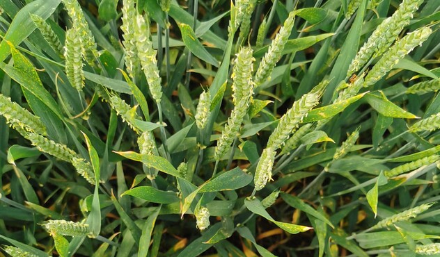 Overhead crop shot of wheat
