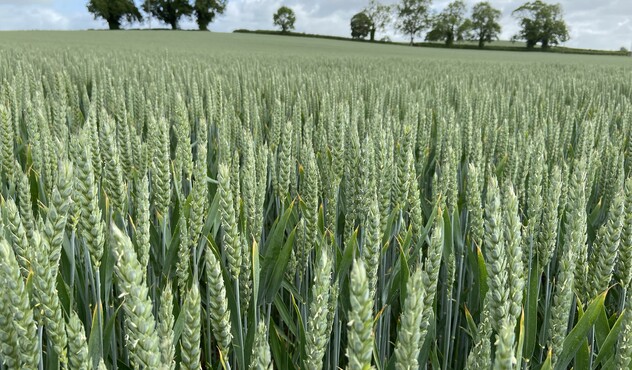 Winter Wheat 22