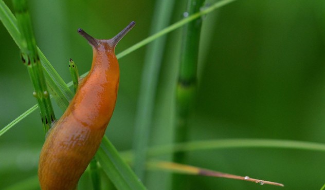Slug