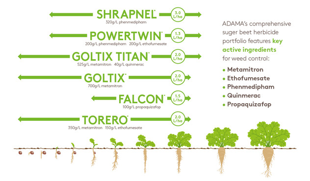 Sugar Beet Portfolio