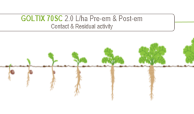 Goltix (700g/L metamitron) can be used at the pre- and post-emergence timings to provide contact and residual activity.