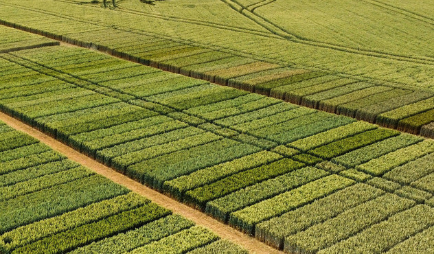 Wheat Trial