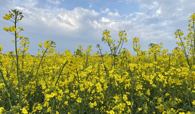 OSR