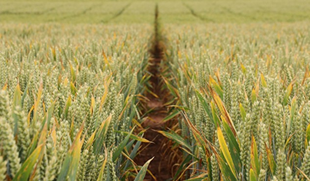 Folpet Trial Site Worcestershire