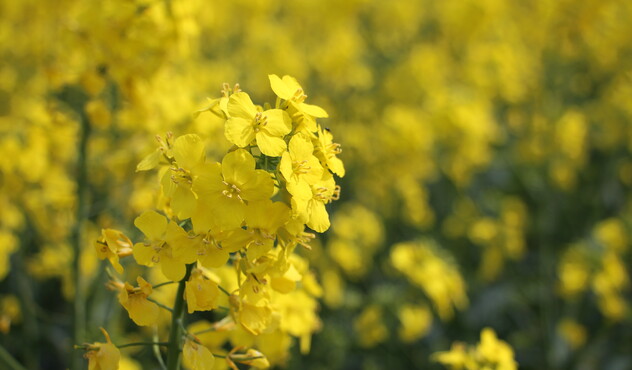 Flowering OSR Head